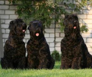 yapboz Siyah Rus Terrier köpek, bir bekçi köpeği ve polis olarak geliştirilen bir cins